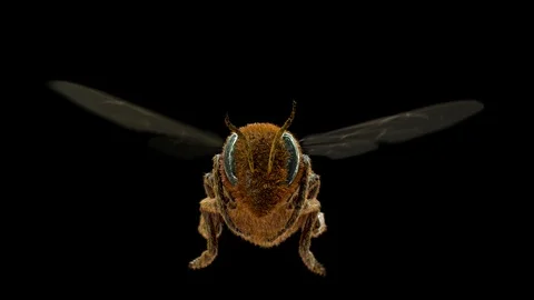Bee Fly Video stock 100820536