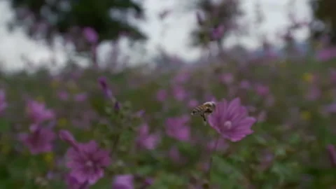 Bee fly Stock Footage 240042620