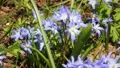 Bee Fly at Glory Of The Snow 7199 HD Footage