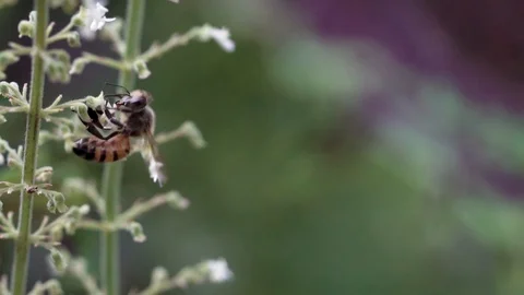 Bee fly to green plants. Stock Footage 98135051