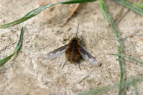 Bee fly on ground Stock Photos