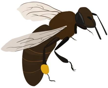Bee in fly Stock Illustration