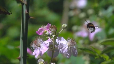 Bee Fly Impact Collision in Flight Scene of the Nature Stock Footage 91544090