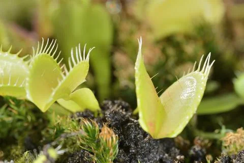 Bee-like fly insect approaching and being captured by Venus fly trap carnivor Stock Photos