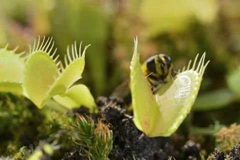 Bee-like fly insect approaching and being captured by Venus fly trap carnivor Stock Photos