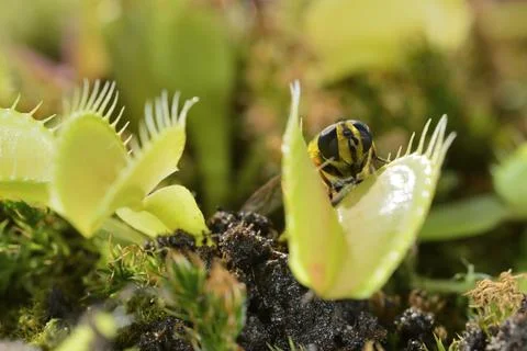 Bee-like fly insect approaching and being captured by Venus fly trap carnivor Stock Photos