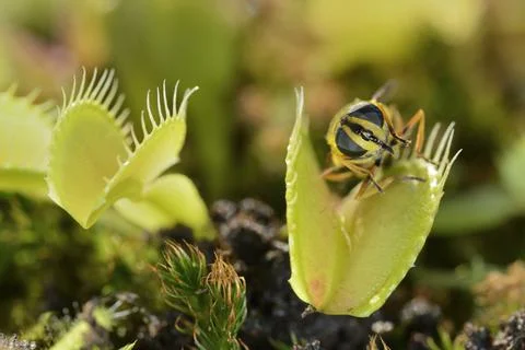 Bee-like fly insect approaching and being captured by Venus fly trap carnivor Stock Photos