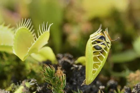 Bee-like fly insect approaching and being captured by Venus fly trap carnivor Foto stock
