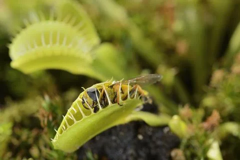 Bee-like fly insect approaching and being captured by Venus fly trap carnivor Stock Photos