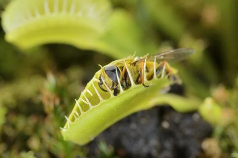Bee-like fly insect approaching and being captured by Venus fly trap carnivor Stock Photos