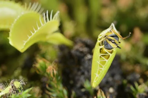 Bee-like fly insect approaching and being captured by Venus fly trap carnivor Stock Photos