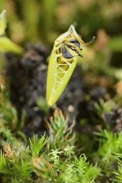 Bee-like fly insect approaching and being captured by Venus fly trap carnivor Stock Photos
