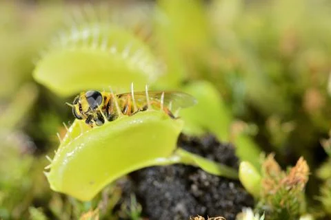 Bee-like fly insect approaching and being captured by Venus fly trap carnivor Stock Photos