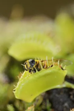 Bee-like fly insect approaching and being captured by Venus fly trap carnivor Stock Photos