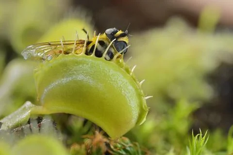 Bee-like fly insect approaching and being captured by Venus fly trap carnivor Stock Photos