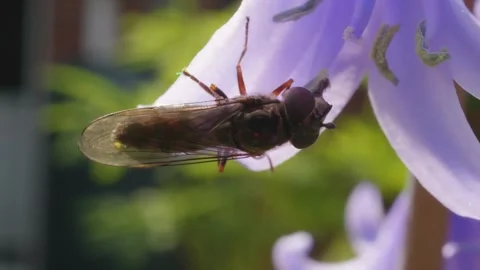 Bee-fly insect eating nectar with it's long tongue macro close up stock foota Vídeo Stock 310359898