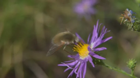 Bee Fly Insect Pulling Nectar from Purple Flower Golden Yellow Stamen Pistil Video stock 162586243