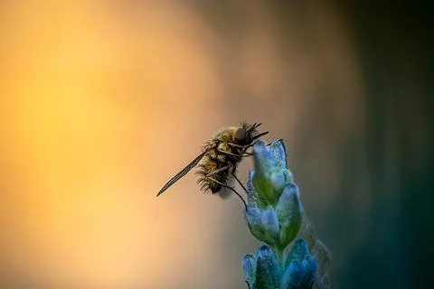 Bee fly on lavender at sunset Stock Photos