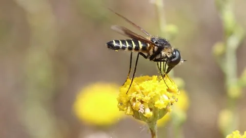 Bee fly lomatia sp feeds on flower on Santolina plant and flies away Stock Footage 302171111