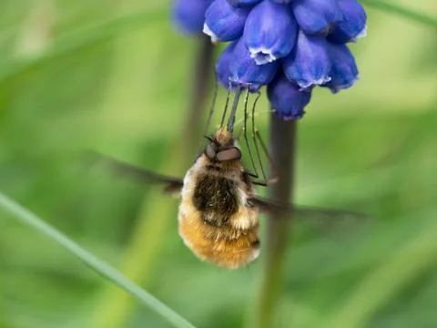 Bee fly macro Stock Photos