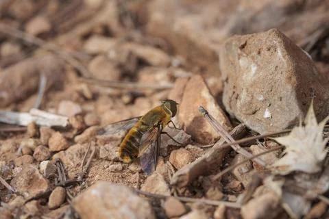Bee Fly Perched on Stony Ground in Its Natural Habitat Stock Photos