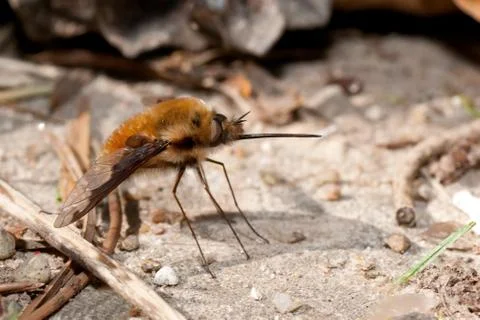 Bee fly Stock Photos