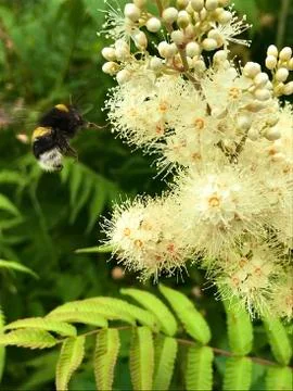 Bee fly Stock Photos