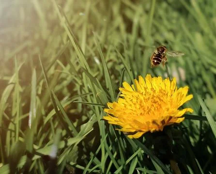 Bee in fly Stock Photos