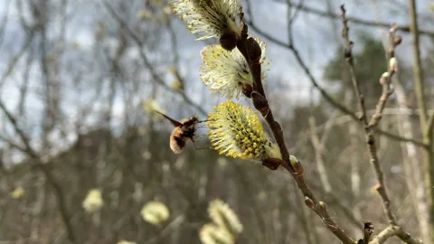 Bee fly pollinates willow catkins. Also known as humbleflies. Bombyliidae 스톡 동영상 153479197
