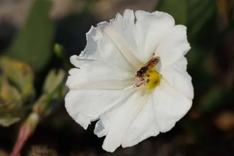 Bee fly Sphaerophoria scripta on wild bellflower Convolvulus arvensis Stockfoto's