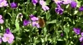 Bee Fly on Spring Flowers 130023 HD Footage