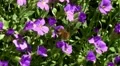 Bee Fly on Spring Flowers 130043 HD Footage