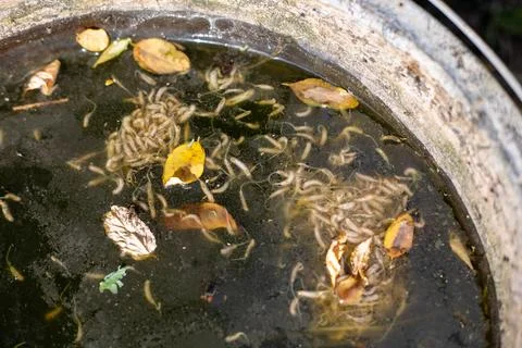 Bee fly tail larvae in standing water in a bucket in the garden Stock Photos