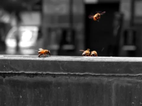 Bee fly on the wall Stock Photos