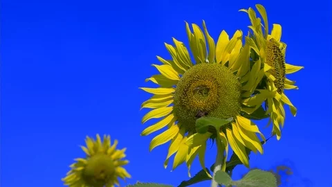 Bee fly working on Sunflower  slow motion  blue sky can remove blue color Stock Footage 96326958