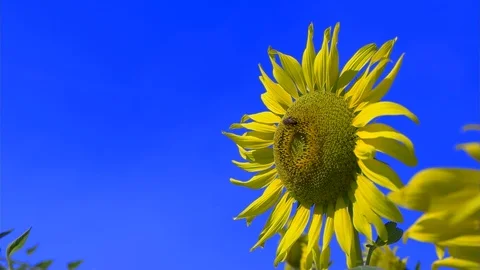 Bee fly working on Sunflower  slow motion  blue sky can remove blue sky - 3 Stock-Footage 96327359