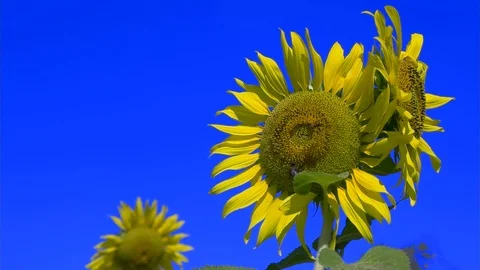 Bee fly working on Sunflower slow motion blue sky can remove blue color key - 2 Stock-Footage 96327393