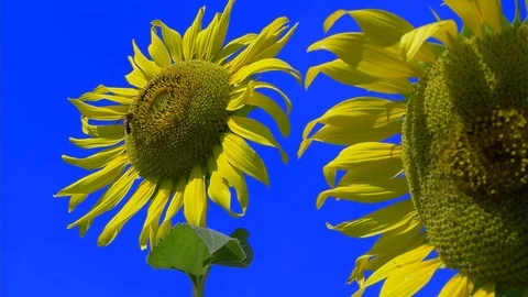 Bee fly working on Sunflower slow motion blue sky can remove blue sky color - 5 Stock-Footage 96327991