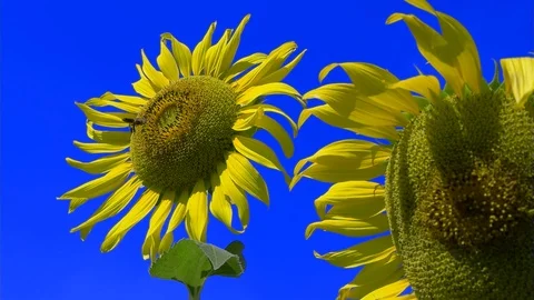 Bee fly working on Sunflower slow motion blue sky can remove blue color key - 4 Stock-Footage 96328087