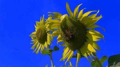 Bee fly working on Sunflower slow motion blue sky can remove blue color key - 6 Stock Footage 96328535