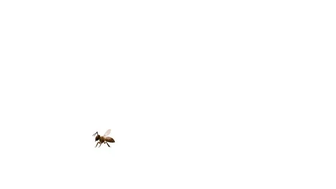 Bee Flying Across White Background Stock Footage 303792557