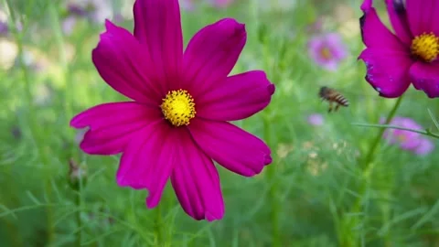 Bee flying off after feeding on flower Video stock 258734085