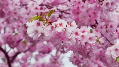Bee Flying Among Pink Cherry Blossoms Slow Motion Cinematic 4K B-Roll Footage Stock Footage 306615409