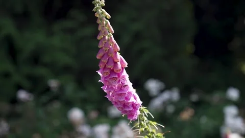 A Bee flying in and around a purple pink flower collecting nectar Stock Footage 317200764