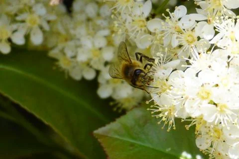 Bee flying and buzzing on pollinating white flower Stock Photos
