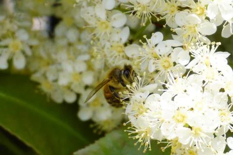 Bee flying and buzzing on pollinating white flower Stock Photos