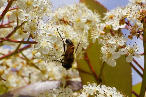 Bee flying and buzzing on pollinating white flower Stock Photos