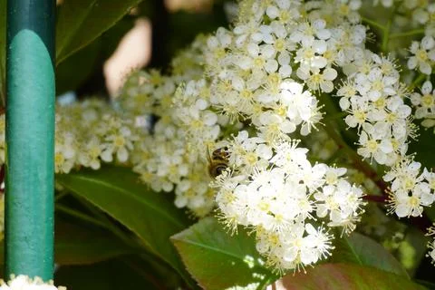 Bee flying and buzzing on pollinating white flower Stock Photos