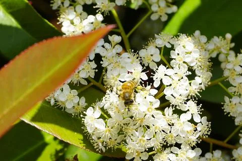 Bee flying and buzzing on pollinating white flower Stock Photos
