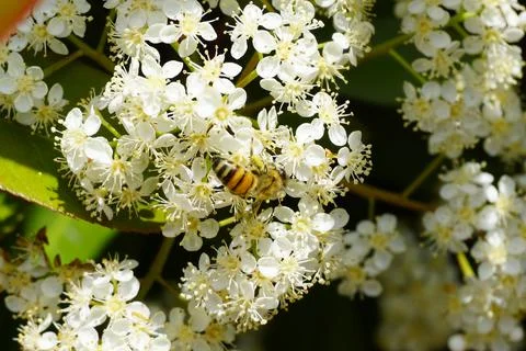 Bee flying and buzzing on pollinating white flower Stock Photos